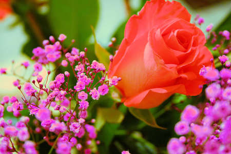 Rose and babys breathの写真素材