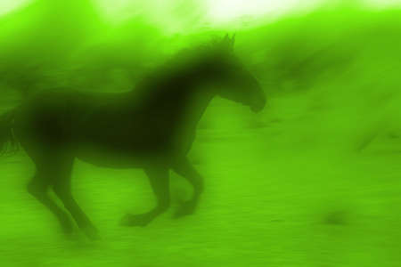 Green Horseの写真素材