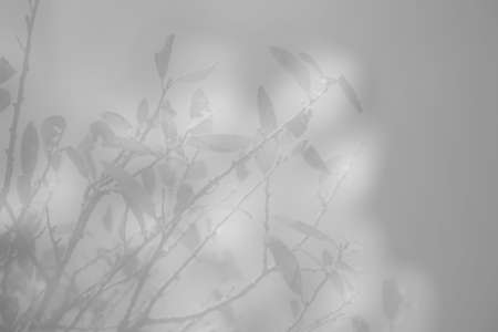 Ice Leavesの写真素材