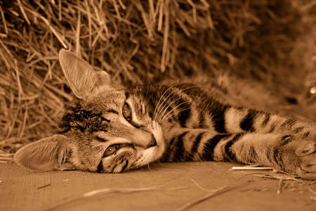 sepia tabbyの写真素材