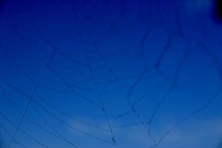 Spider webの写真素材