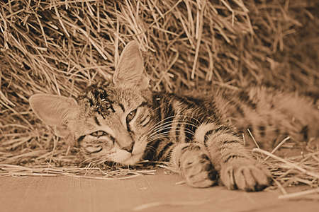 Sepia Catの写真素材