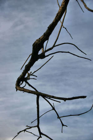 Bad Stickの写真素材