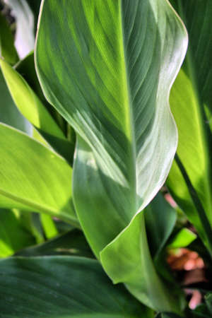 Canna Leafの写真素材