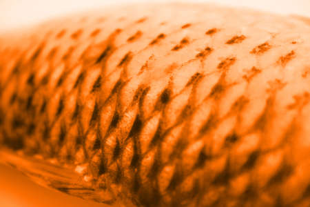 Scalesの写真素材