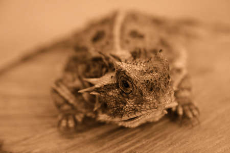 Sepia Horned Lizardの写真素材