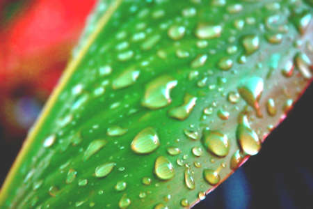 watery leaves