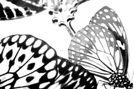 Butterfliesの写真素材