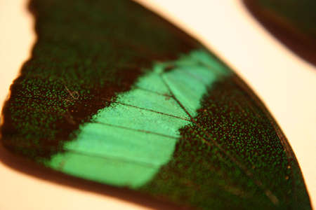 Green and black butterflyの写真素材