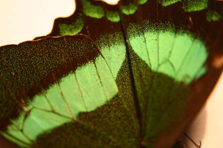 Wingsの写真素材