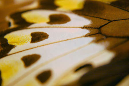 Butterfly Macroの写真素材