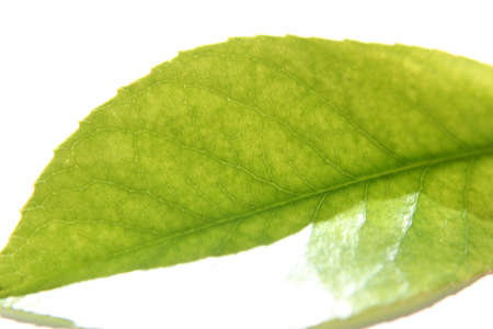 Natural Additives