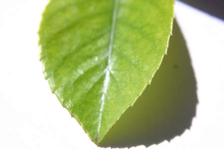 Leaf beautyの写真素材