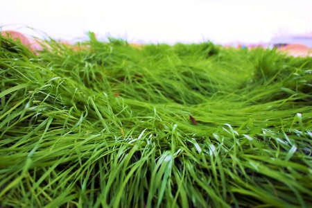 Flattened Grassの写真素材