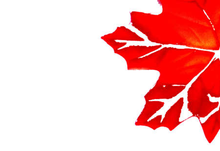 Big leafの写真素材