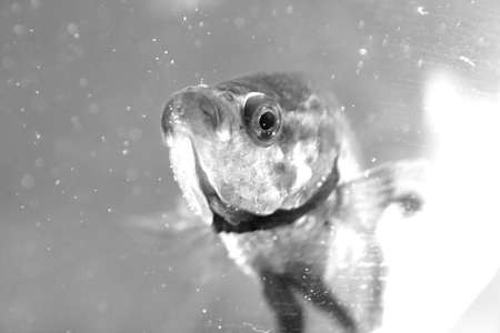 Cute Fish
