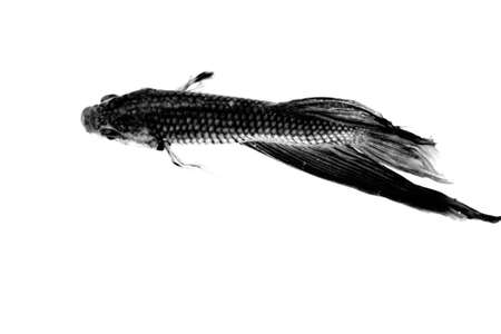 Black Fishの写真素材