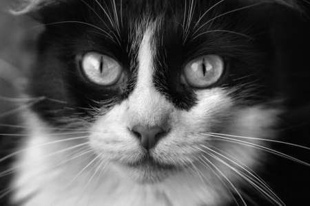 Pretty Catの写真素材