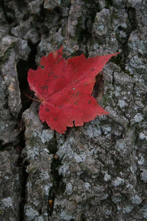 Red Leaf