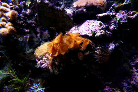 Giant Clam