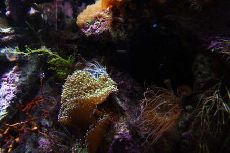 Coral Reef