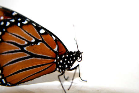 Isolated macro butterflyの写真素材