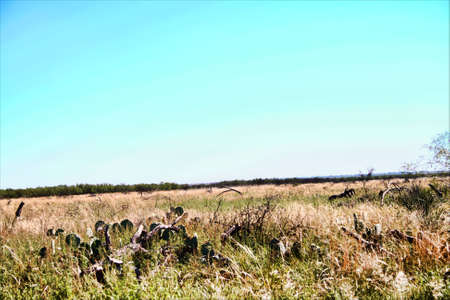 Texas Desert Cactus Landscapeの写真素材
