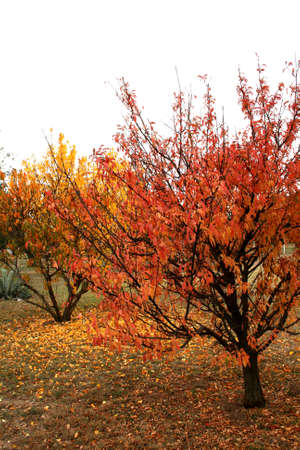 Beautiful Fall