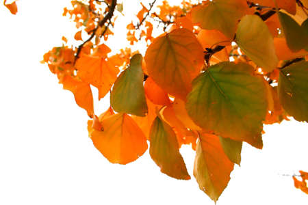 Autumn Peach Leaves