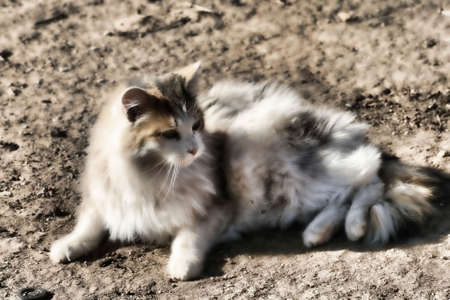 Dirty Catの写真素材