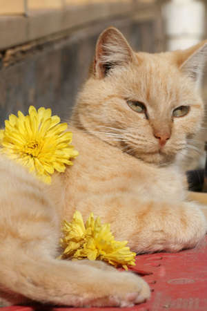Cat and Flowersの写真素材