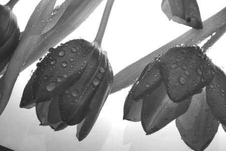 Wet Plantsの写真素材