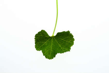 Green Leafの写真素材