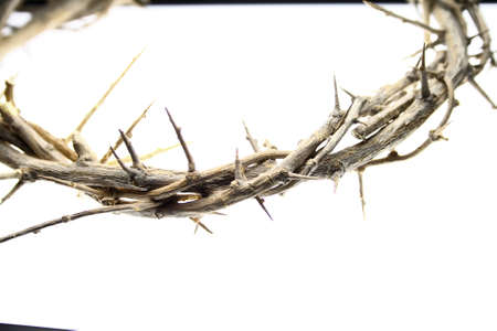 Unedited Crown of Thorns on white studio tableの写真素材