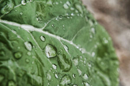 Wet Leafの写真素材