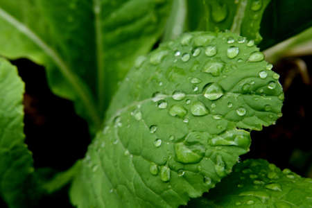 Leaves and Waterの写真素材