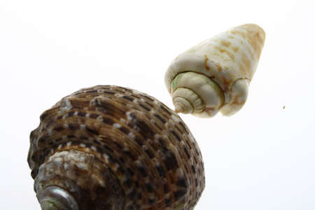 Calico Seashellsの写真素材