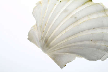 White Clamの写真素材