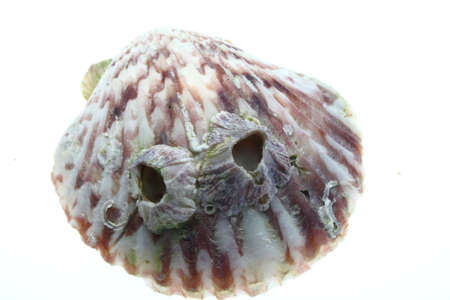 Barnacles on Shellの写真素材
