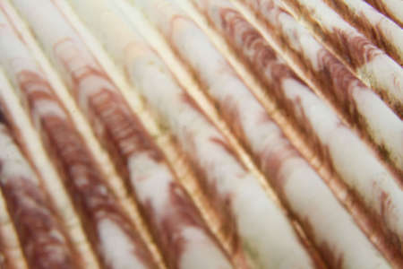 Clam shell ridged background