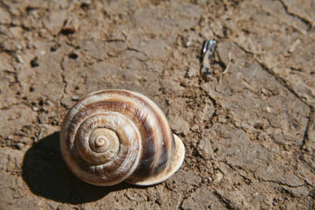Snail and Earthの写真素材