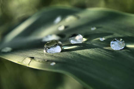 Raindrops