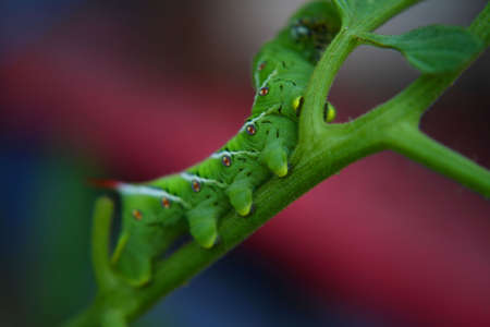 Bright Green Caterpillarの写真素材