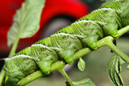 Macro Caterpillarの写真素材