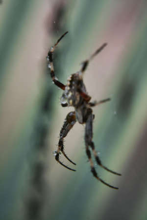 Spider