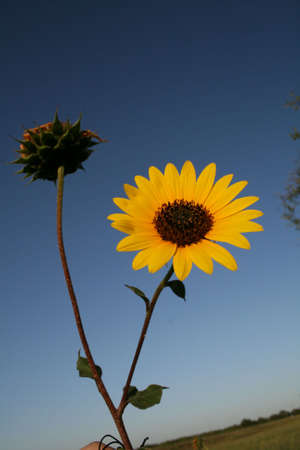 Dieing Flowers