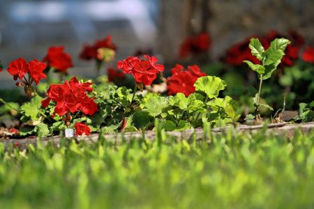 Red Flowersの写真素材