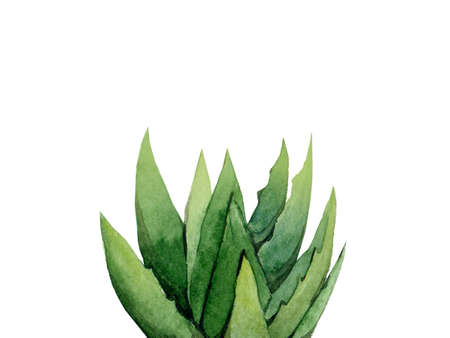 Aloe Vera. Succulent plant. Botanical detail for greeting, invitation, card, postcard. Watercolour illustration isolated on white background.の写真素材