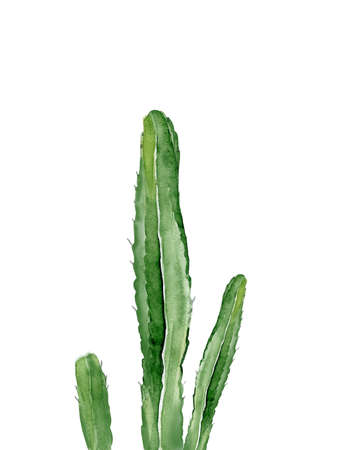Green cactus. South western plant. Botanical detail for greeting, invitation, card, postcard. Watercolour illustration isolated on white background.の写真素材