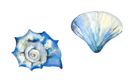 Seashell set. Blue ocean creatures. Watercolour illustration isolated on white.の写真素材